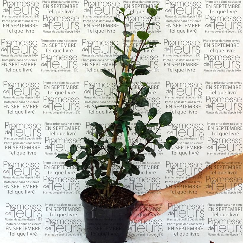 Voorbeeld van een exemplaar van Camellia sasanqua Sekiyo - Herfstcamelia Pot van 4 l/5 l zoals geleverd