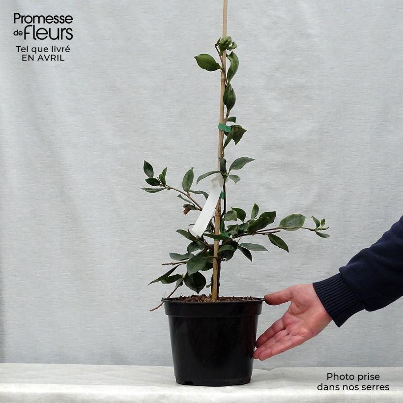 Exemplaar van Camellia sasanqua Showa no Sakae - Herfstcamelia Pot van 4 l/5 l zoals geleverd in de lente