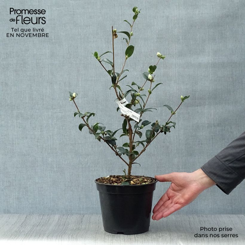 Exemplaar van Camellia sasanqua Survivor - Herfstcamelia Pot van 4 l/5 l zoals geleverd in de herfst