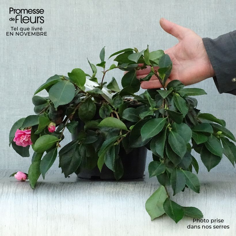 Exemplaar van Camellia sasanqua Waterfall Pink - Herfstcamelia Pot van 4 l/5 l zoals geleverd in de herfst