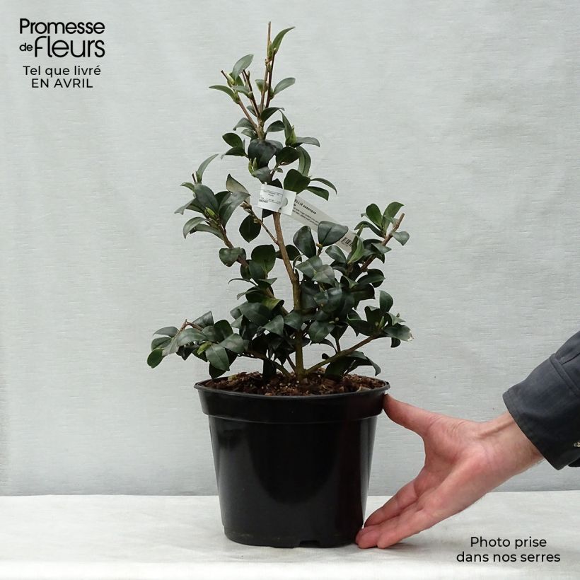 Example of Camellia sasanqua Yuletide - Herfstcamelia Pot van 4 l/5 l as you get in printemps