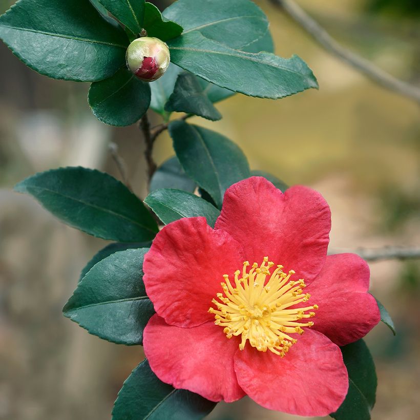 Camellia sasanqua Yuletide - Herfstcamelia (Blad)