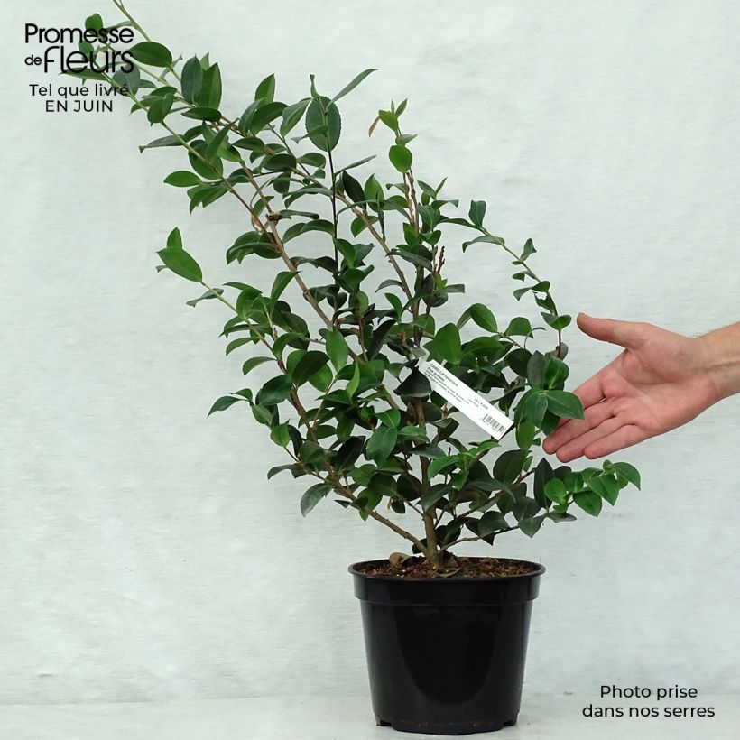 Exemplaar van Camellia hiemalis Pink Goddess Pot van 4 l/5 l zoals geleverd in de zomer