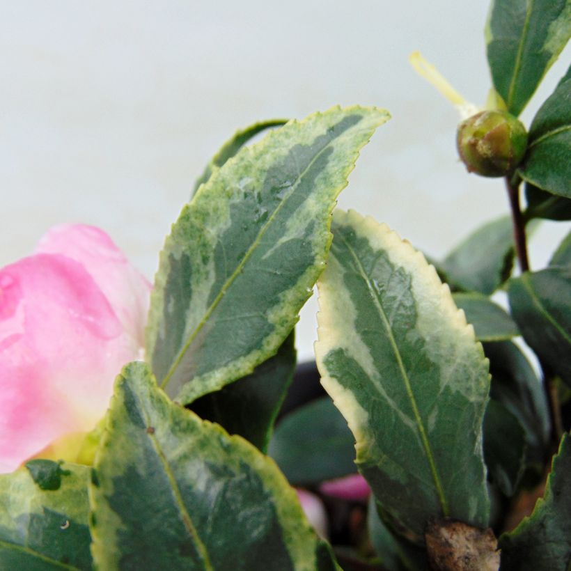 Camellia sasanqua Variegata - Herfstcamelia (Blad)