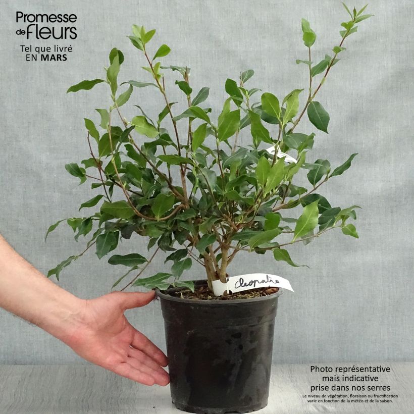 Example of Camellia sasanqua Cleopatra - Herfstcamelia Pot van 3 l/4 l as you get in printemps