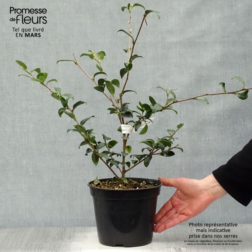 Exemplaar van Camellia sasanqua Survivor - Herfstcamelia Pot van 4 l/5 l zoals geleverd in de lente