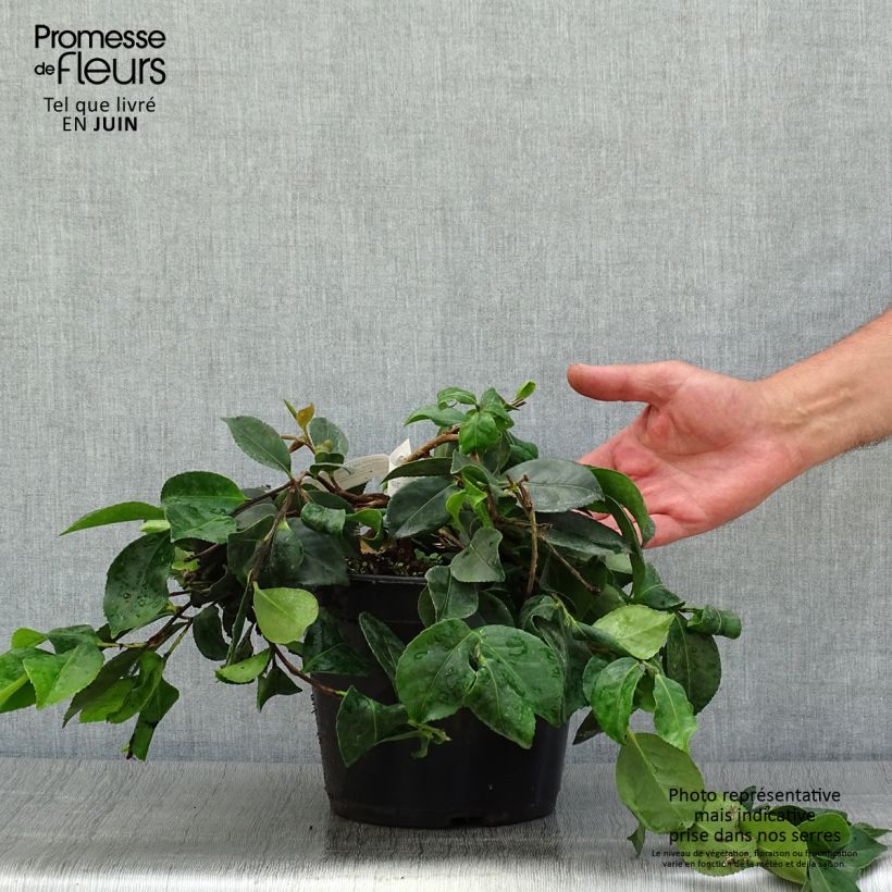 Exemplaar van Camellia sasanqua Waterfall Pink - Herfstcamelia Pot van 4 l/5 l zoals geleverd in de zomer