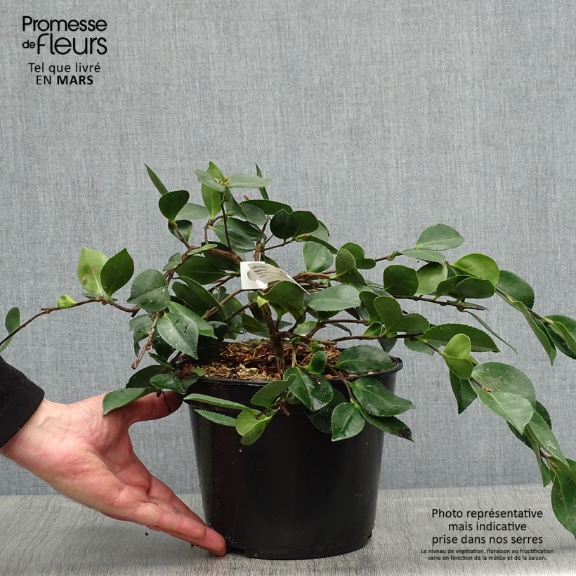 Example of Camellia sasanqua Waterfall White - Herfstcamelia Pot van 4 l/5 l as you get in printemps