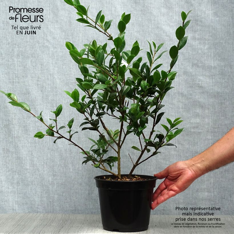 Exemplaar van Camellia sasanqua Yuletide - Herfstcamelia Pot van 4 l/5 l zoals geleverd in de zomer