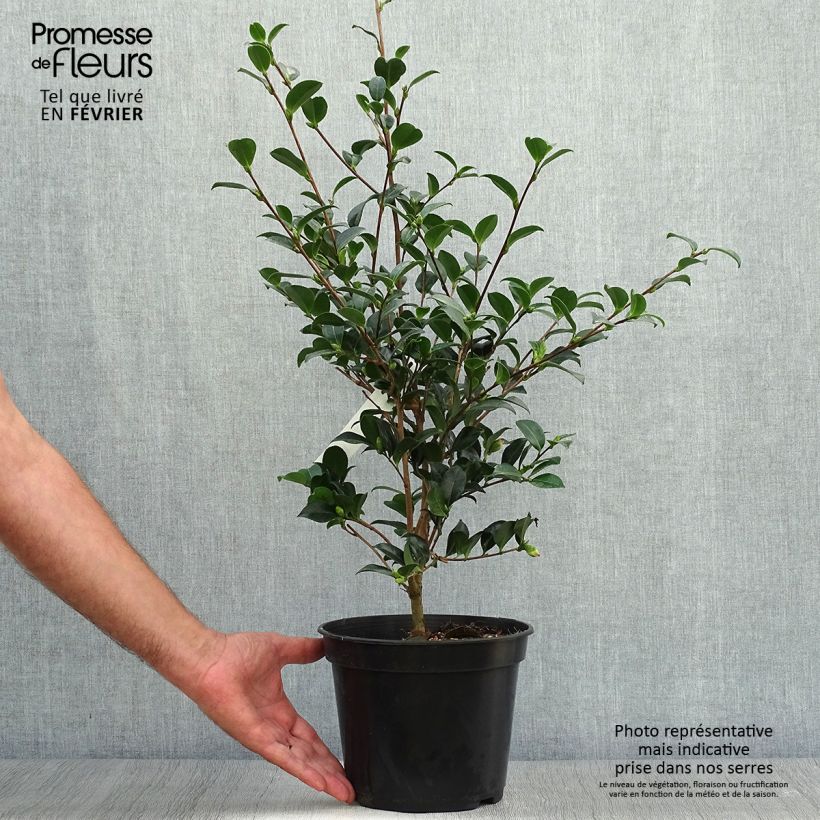 Exemplaar van Camellia sasanqua Versicolor - Herfstcamelia Pot van 3 l/4 l zoals geleverd in de herfst