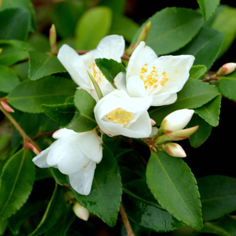 Camelia lutchuensis - Japanse roos (Bloei)
