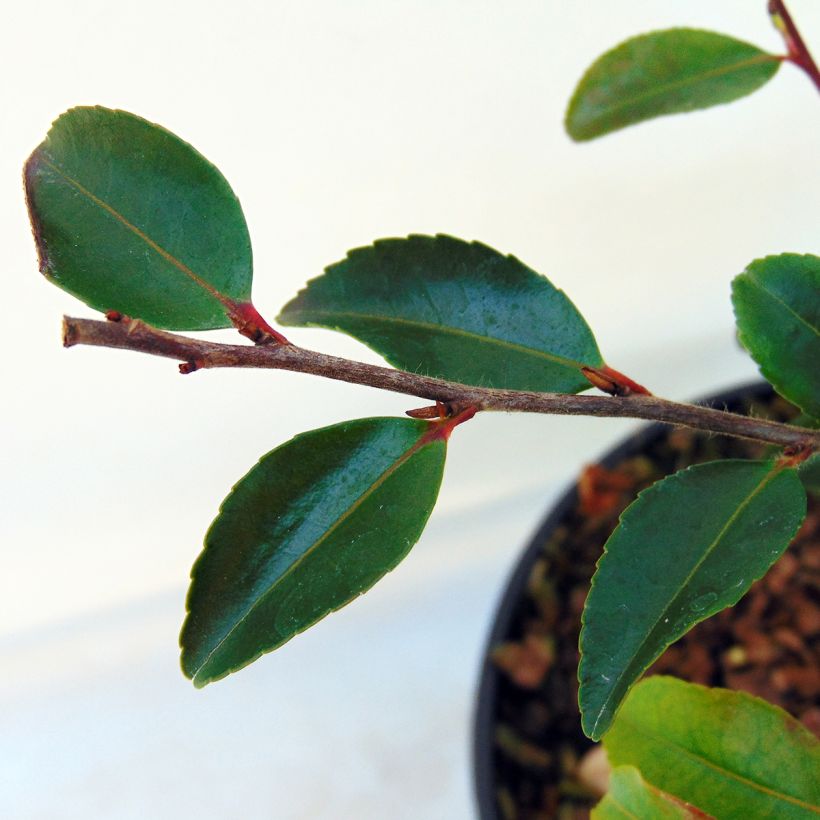 Camelia lutchuensis - Japanse roos (Blad)