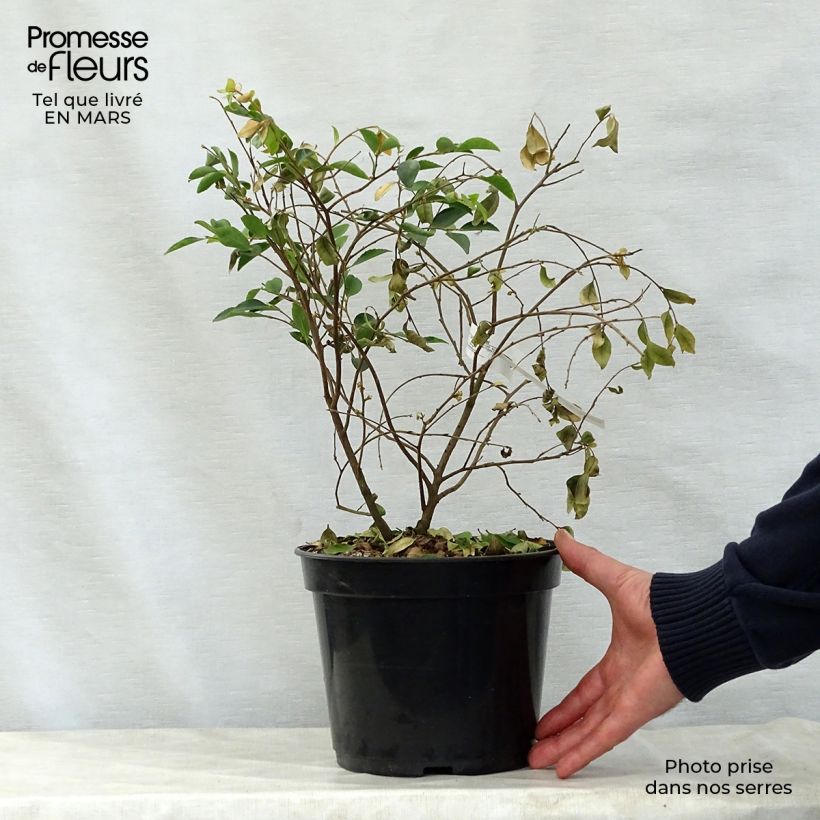 Exemplaar van Camelia lutchuensis - Japanse roos Pot van 4 l/5 l zoals geleverd in de lente
