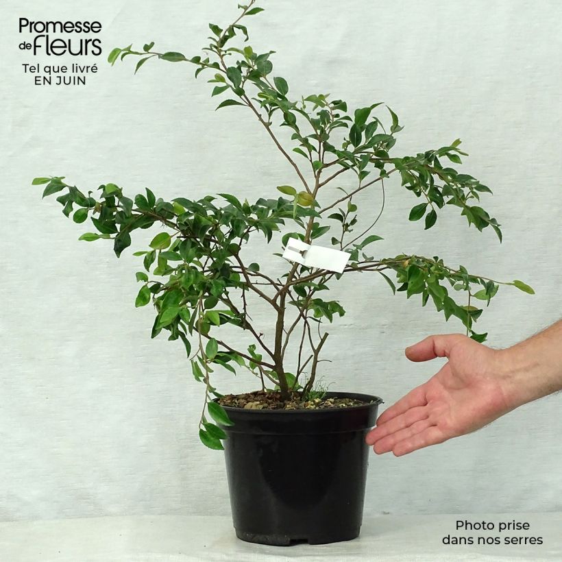 Exemplaar van Camelia lutchuensis - Japanse roos Pot van 4 l/5 l zoals geleverd in de zomer