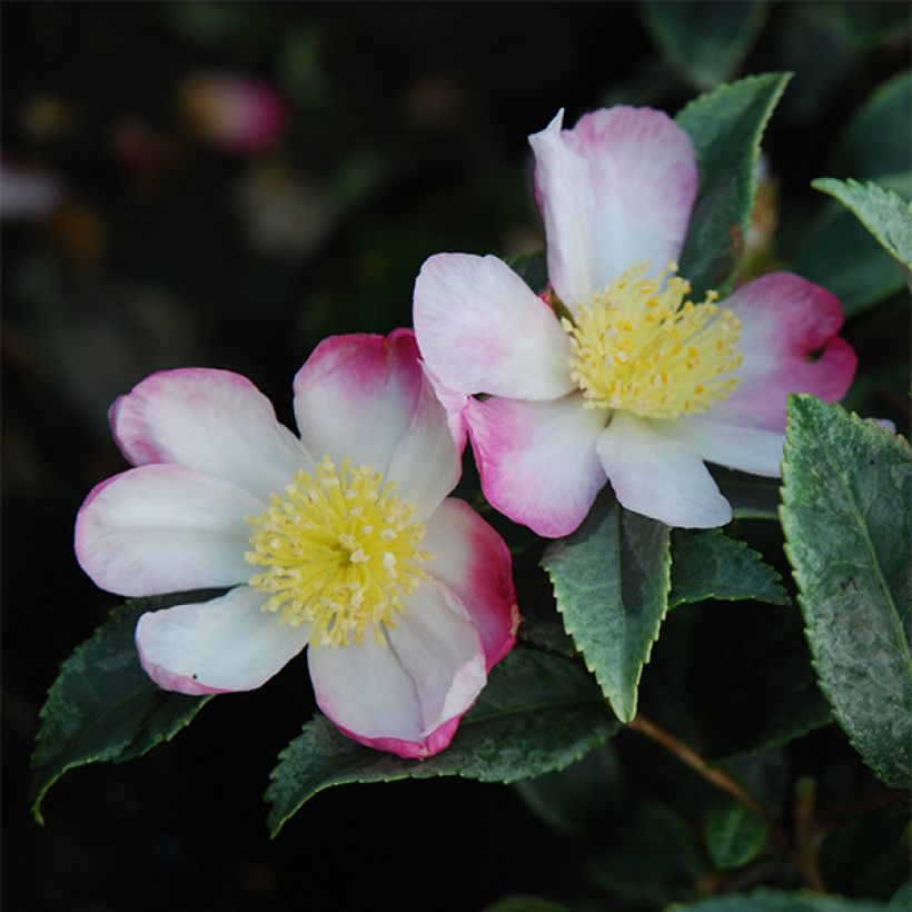 Camellia sasanqua Variegata - Herfstcamelia (Bloei)