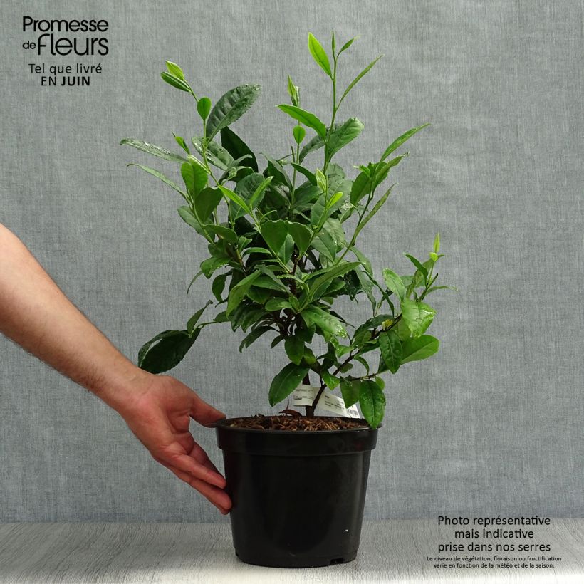 Exemplaar van Camellia sinensis - Theeplant Pot van 4 l/5 l zoals geleverd in de zomer