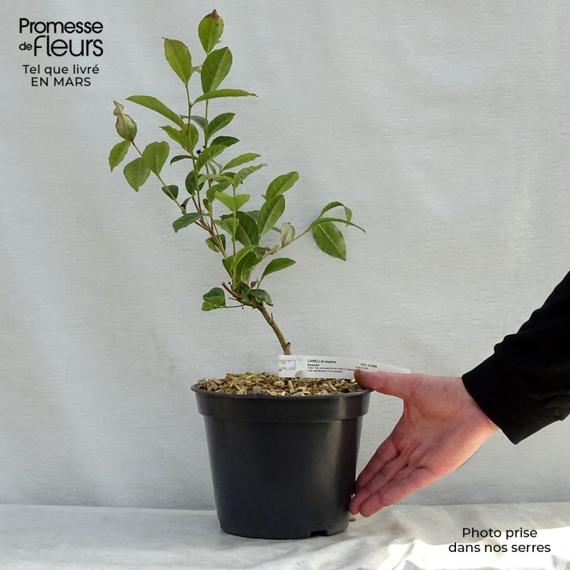 Exemplaar van Camellia sinensis - Theeplant Pot van 4 l/5 l zoals geleverd in de lente