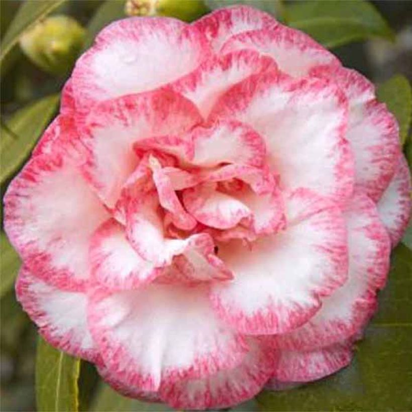 Camellia japonica Betty's Beauty - Japanse camelia (Bloei)