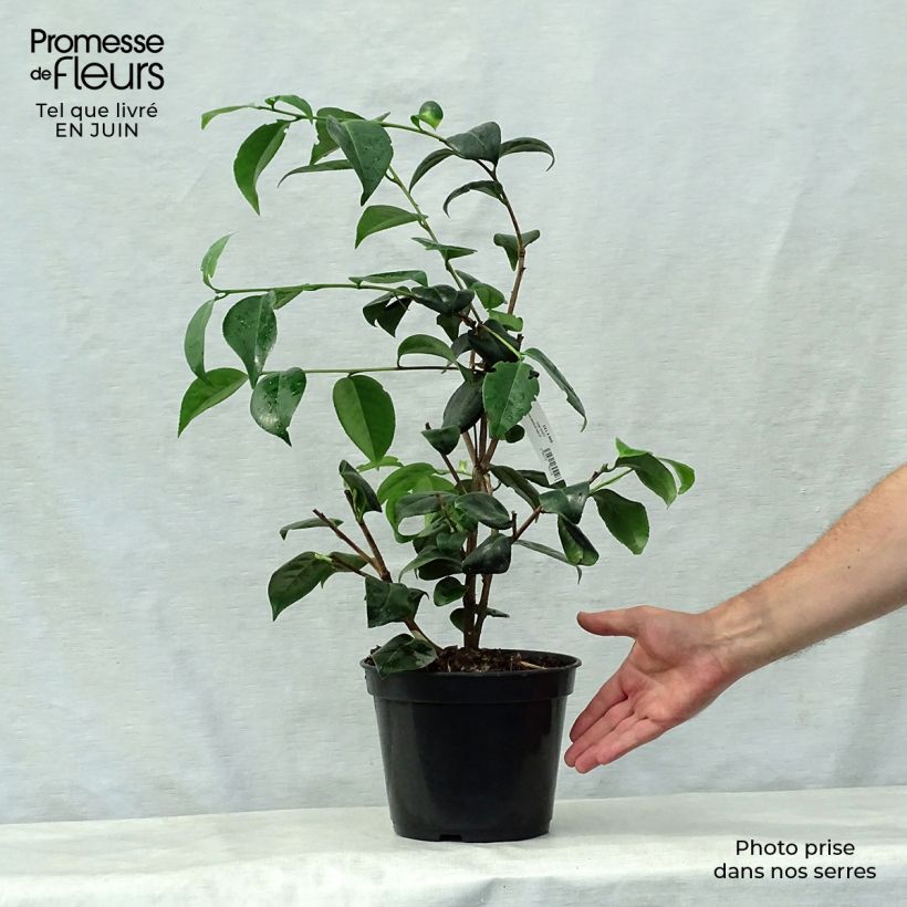 Exemplaar van Camellia japonica Betty's Beauty - Japanse camelia Pot van 4 l/5 l zoals geleverd in de zomer
