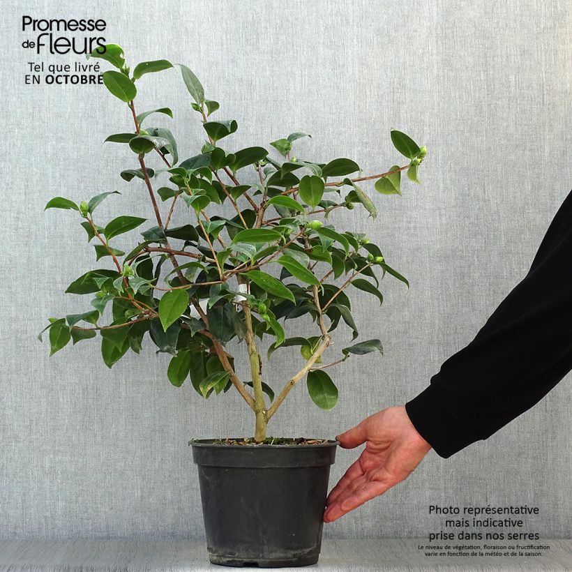 Exemplaar van Camellia japonica Betty's Beauty - Japanse camelia Pot van 4 l/5 l zoals geleverd in de herfst