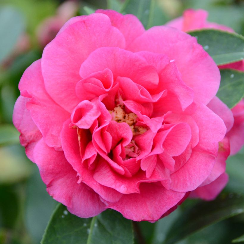 Camellia Fiesta Grande (Bloei)