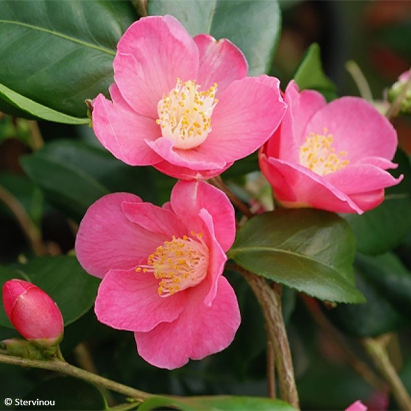 Camellia Koto No Kaori (Bloei)