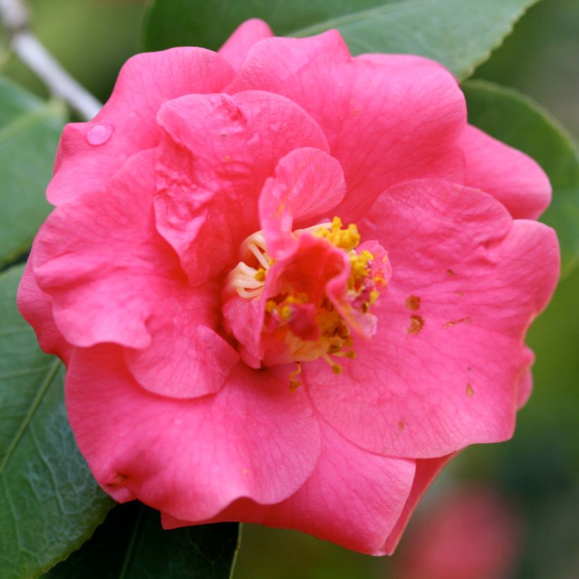 Camellia japonica Lady Campbell - Japanse camelia (Bloei)