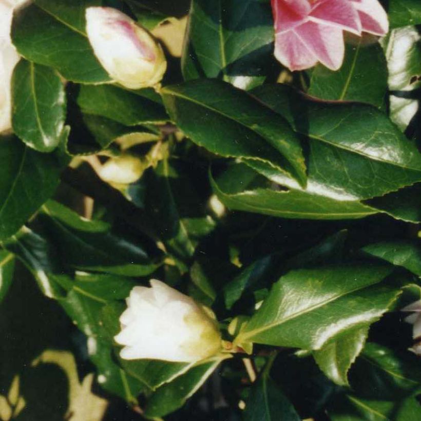 Camellia japonica Lady Vansittart - Japanse camelia (Blad)