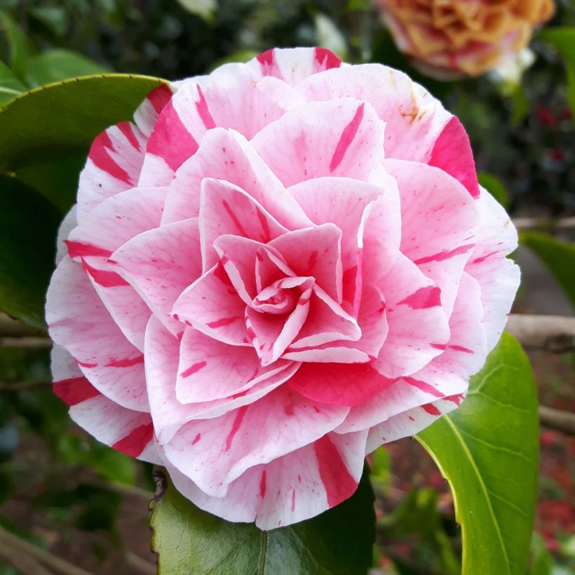 Camélia Lavinia Maggi - Japanse camelia (Bloei)