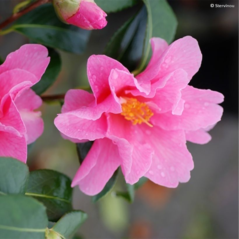 Camellia x williamsii Lucky Star - Williamsii-camelia (Bloei)