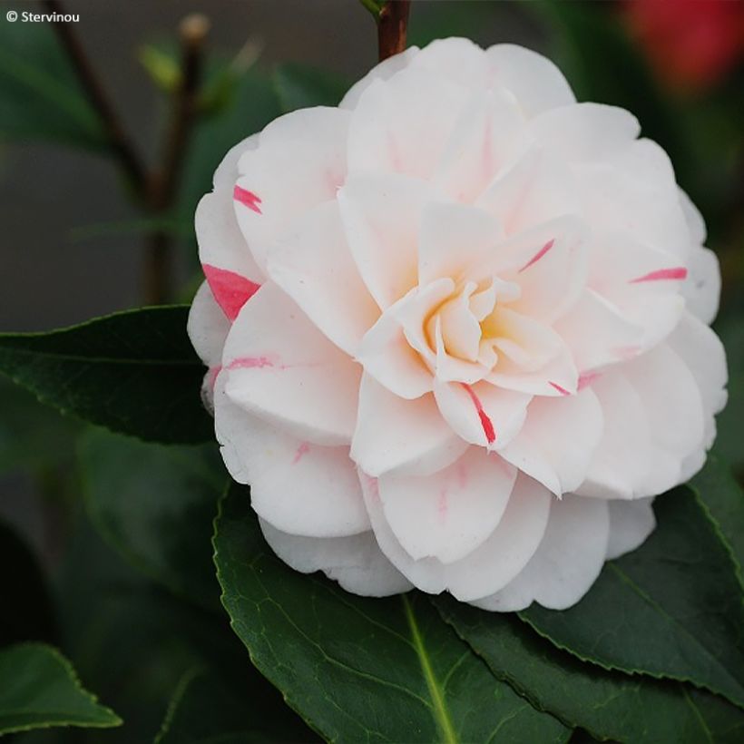Camellia japonica Stacy Susan - Japanse camelia (Bloei)
