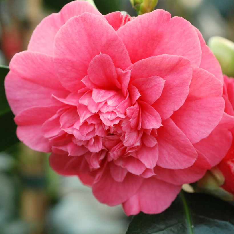 Camellia japonica chandleri Elegans - Japanse roos (Bloei)