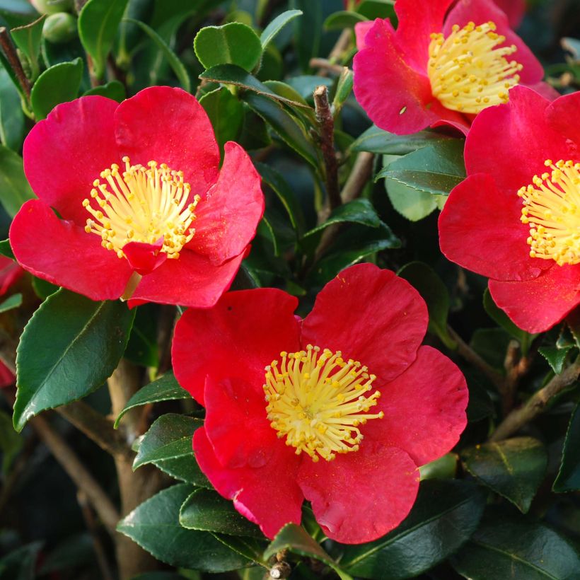 Camellia sasanqua Yuletide - Herfstcamelia (Flowering)