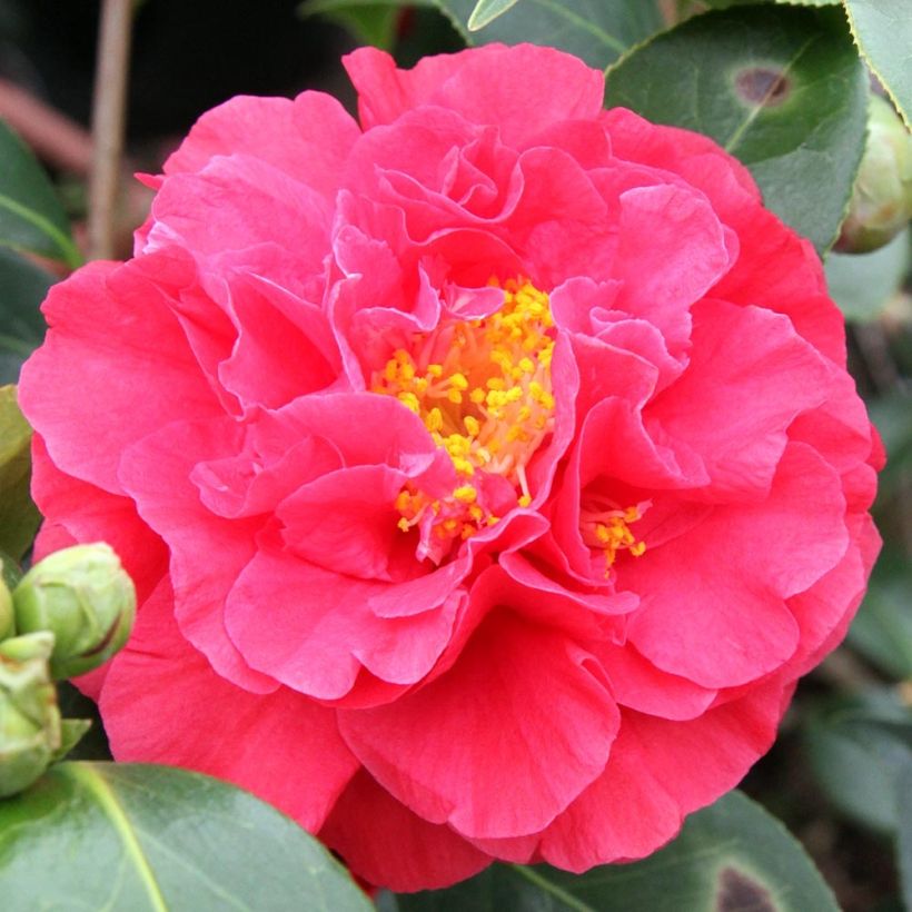 Camellia japonica Blood of China - Japanse camelia (Bloei)