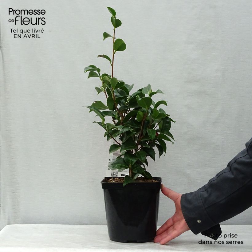 Exemplaar van Camellia japonica Roger Hall - Japanse camelia Pot van 3 l/4 l zoals geleverd in de lente