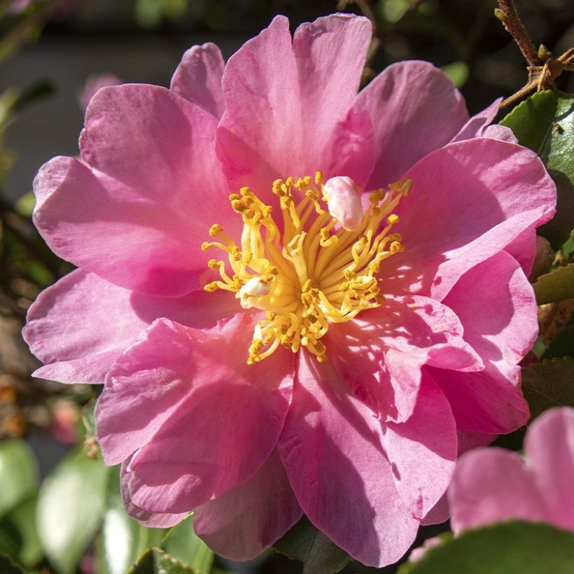 Camellia sasanqua Belinda - Herfstcamelia (Bloei)