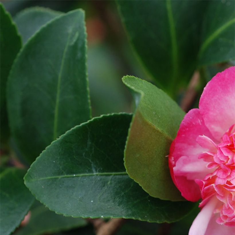 Camellia sasanqua Choji Guruma - Herfstcamelia (Blad)