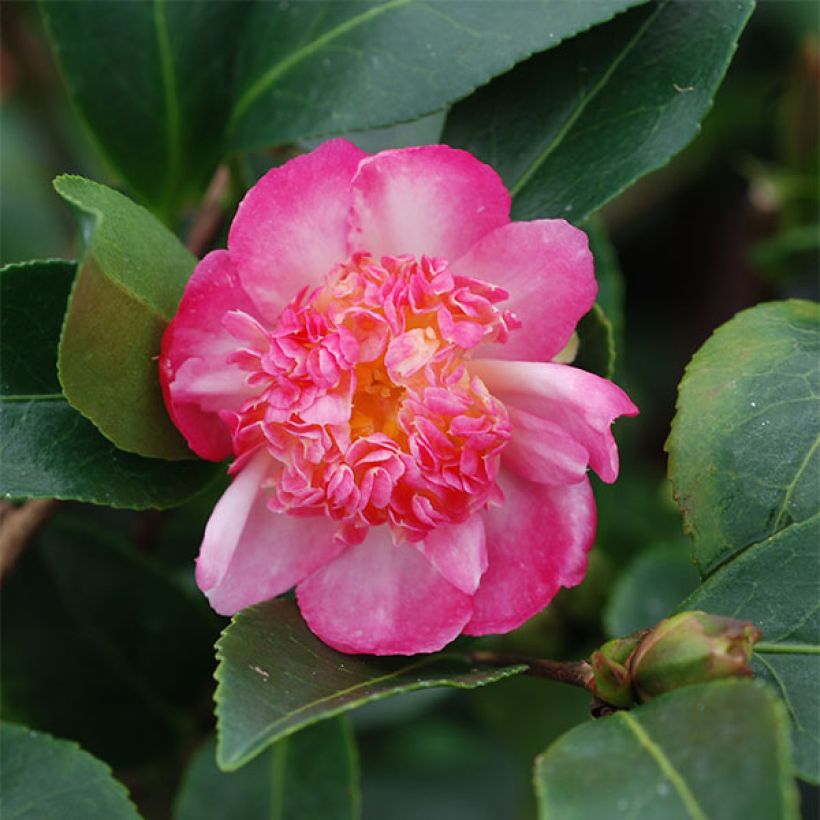 Camellia sasanqua Choji Guruma - Herfstcamelia (Bloei)