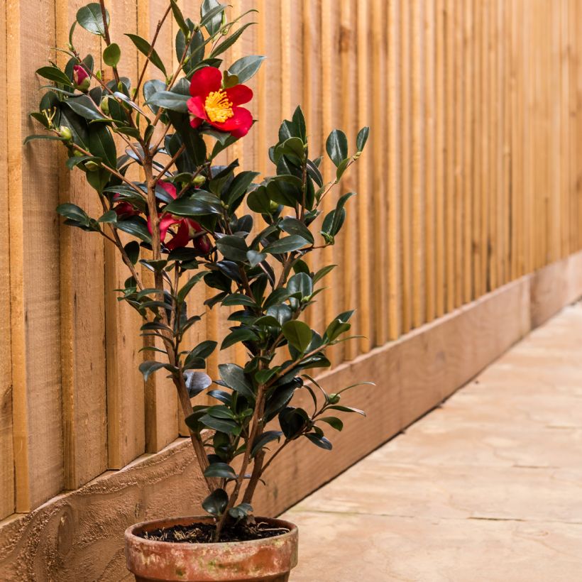 Camellia sasanqua Yuletide - Herfstcamelia (Groeiplaats)