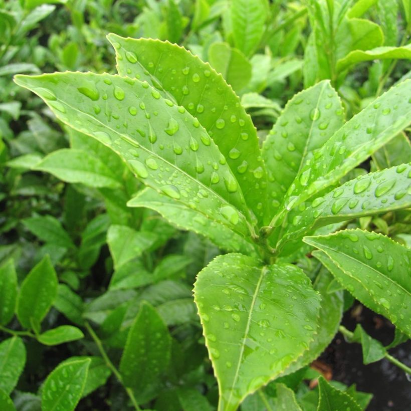 Camellia sinensis - Theeplant (Blad)