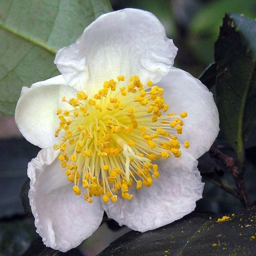 Camellia sinensis - Theeplant (Bloei)