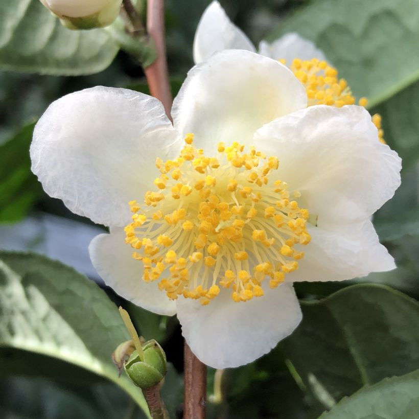 Camellia sinensis Théojardin® - Theeplant (Bloei)