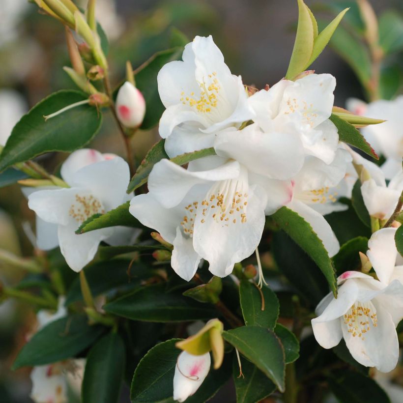 Camellia transnokoensis - Japanse roos (Flowering)