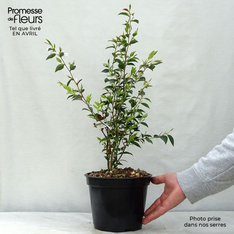 Example of Camellia transnokoensis - Japanse roos Pot van 4 l/5 l as you get in printemps