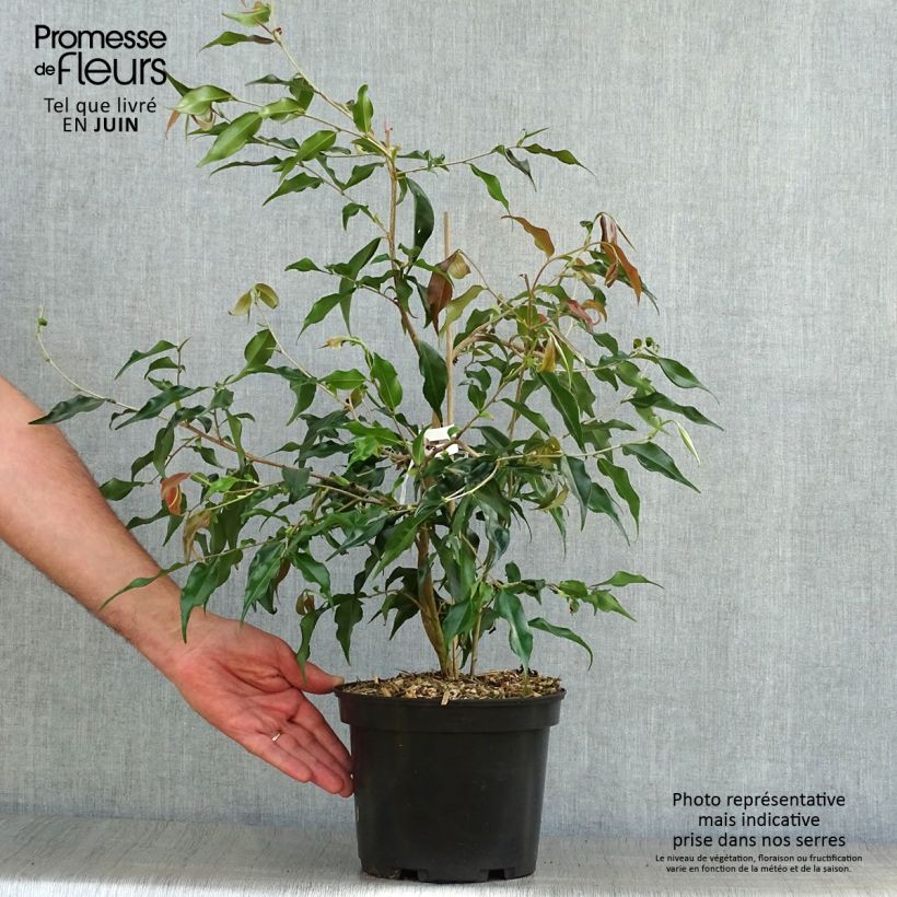 Exemplaar van Camellia tsaii Pot van 4 l/5 l zoals geleverd in de zomer