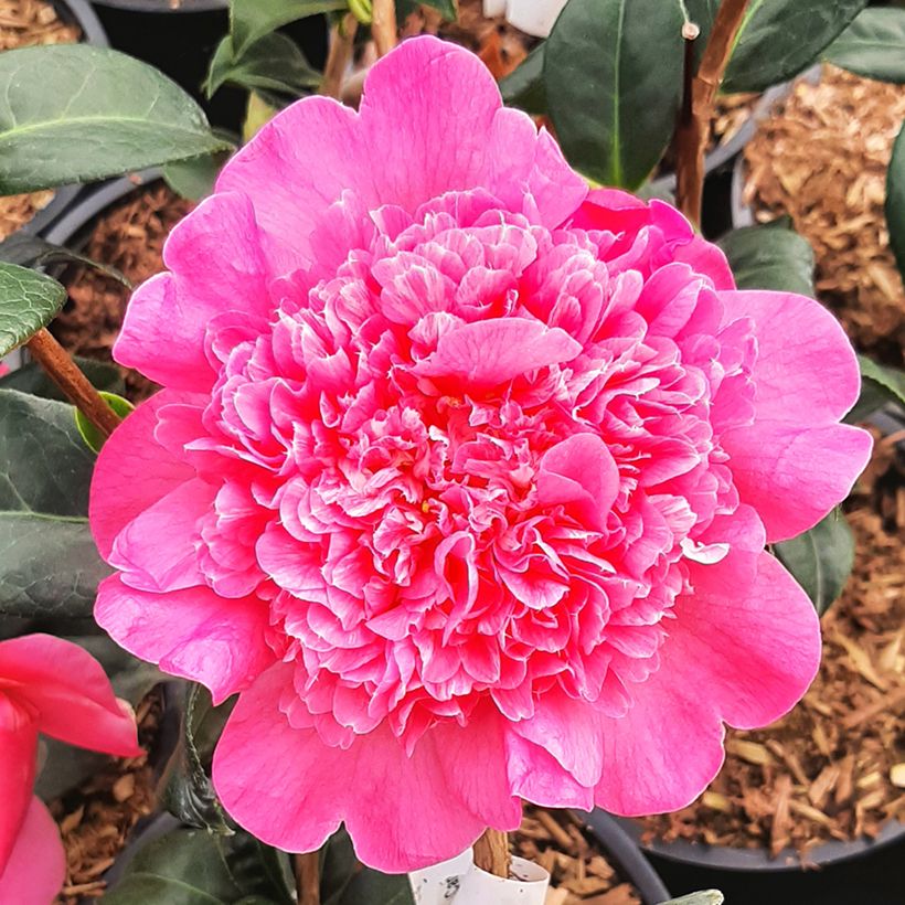 Camellia x williamsii Anticipation - Williamsii-camelia (Bloei)