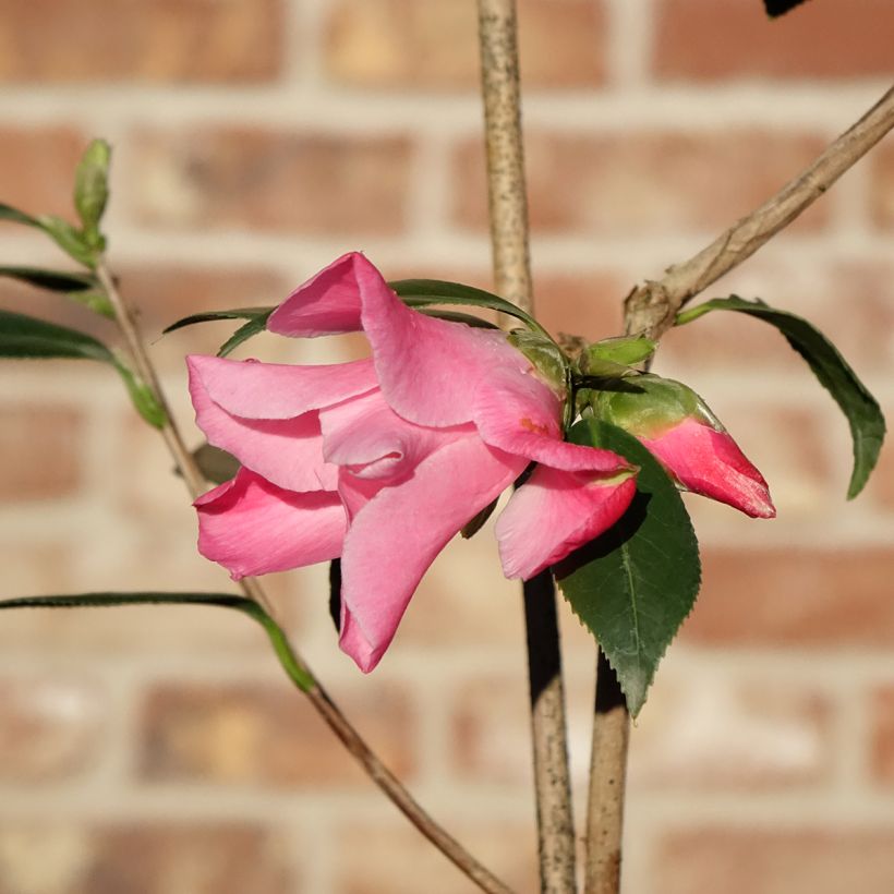Camellia x williamsii Tulip Time - Williamsii-camelia (Bloei)