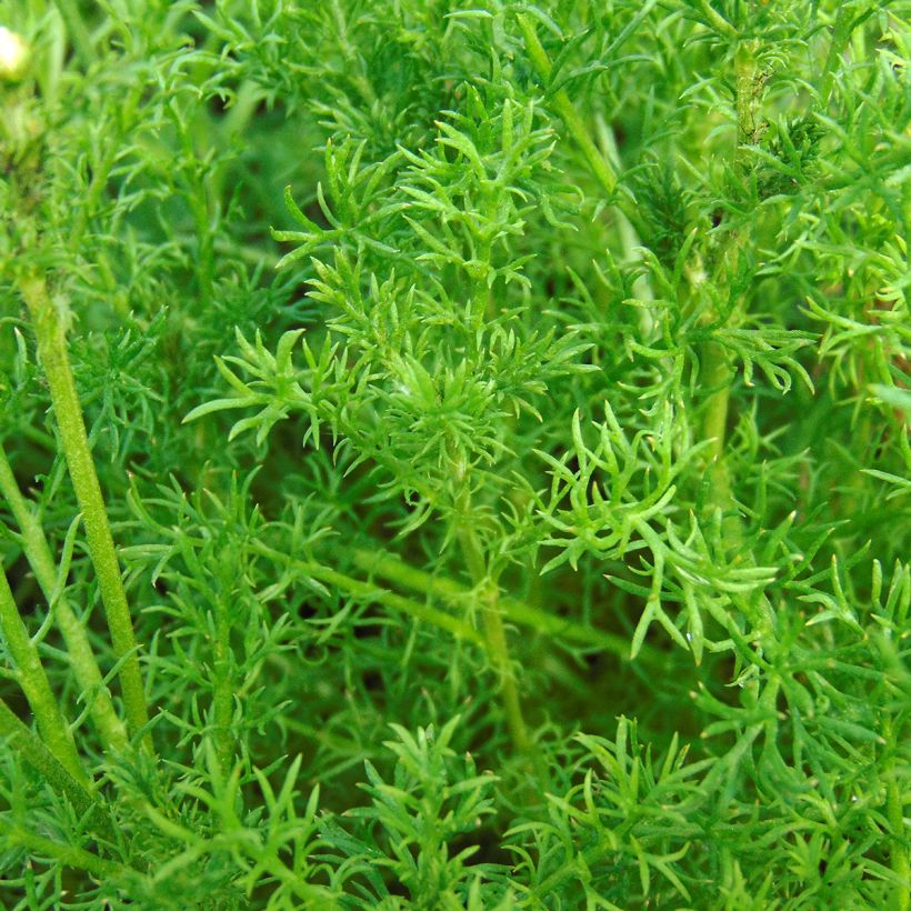 Chamaemelum nobile Ligulosum - Roomse kamille (Blad)