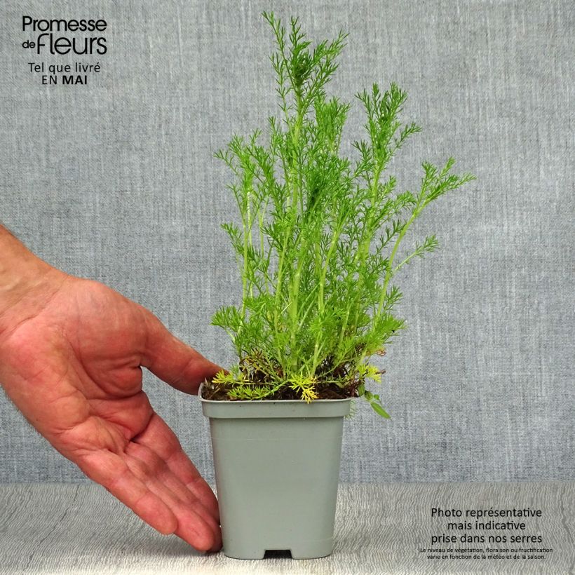 Exemplaar van Chamaemelum nobile Ligulosum - Roomse kamille Kweekpotje van 8/9 cm zoals geleverd in de lente
