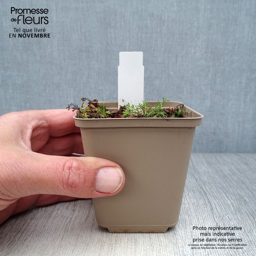 Exemplaar van Chamaemelum nobile Treneague - Roomse kamille Kweekpotje van 8/9 cm zoals geleverd in de herfst